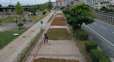 Trabzon'da Fındık Hasadına Başlandı