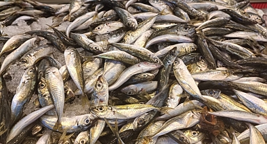 Giresun'da İstavritin Kilosu 35 Liradan Satılıyor
