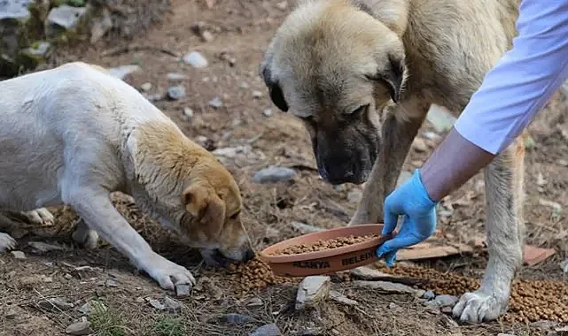 Belediyelere Her Sahipsiz Köpek İçin 71 Bin TL Ceza Uygulanacak