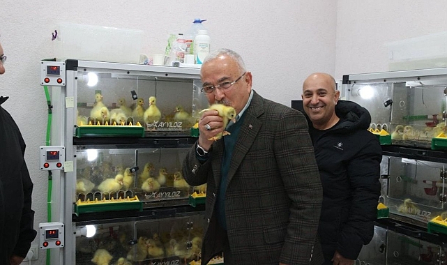 Ordu'da Kaz Yetiştiriciliği Artıyor