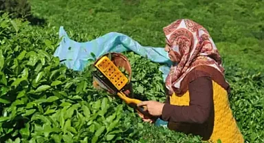 Alihan Kandiş 'Karadeniz'in Çay Krizi: Üretici Zararda, Gençler Göçte, Çözüm Zafer Partisi'nde'