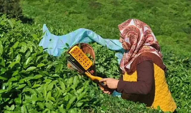 Yaş Çay Fiyatı Açıklandı! Çaykur Sezonu Cuma Günü Açıyor